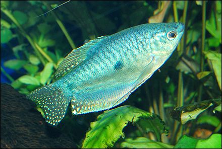 blue gourami