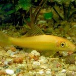 جلبکخوار طلائی (Gold Algae Eater)