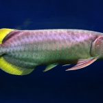 آروانای دم زرد (Yellowtail Arowana)