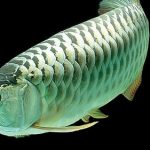 آروانای سبز (Nami Green Arowana)