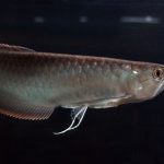 آروانای سیاه (Black Arowana)