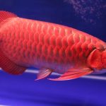 آروانای قرمز (Red Arowana)