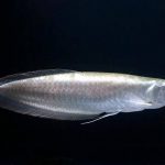 آروانای نقره ای (Silver Arowana)