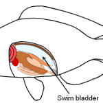 بیماری کیسه هوا (Swim Bladder)