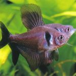 تترای فانتوم سیاه (Black phantom tetra)