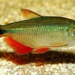 تترای بوینس آیرس (Buenos Aires Tetra)