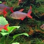 تترای دم قرمز آینه ای (Red Tail Mirror Tetra)