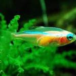 تترای نئون طلائی (Gold Neon Tetra)