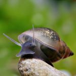 معرفی تصویری حلزون آب شیرین (Freshwater Snail)