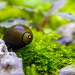 حلزون زیتونی (Olive Nerite Snail)