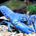 خرچنگ لاجوردی (Cobalt Blue CrayFish)