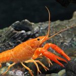 خرچنگ نارنجی دارف (Orange Dwarf Crayfish)