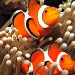 دلقک ماهی(Anemone Fish)