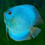 دیسکس الماس آبی (Blue Diamond Discus)