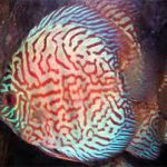 دیسکس قرمز فیروزه ای (Red Turquoise Discus)