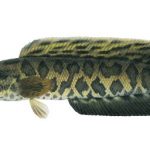 سرماری شمالی (Northern Snakehead)