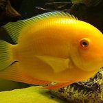 سورم طلائی (Gold Severum)