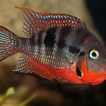 سیچلاید دهان آتشی (Firemouth Cichlid)