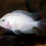 سیچلاید سفید (White Convict Cichlid)