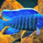 سیچلاید طاووسی آبی (Blue Peacock Cichlid)