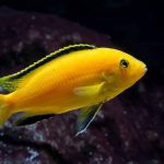 سیچلاید ماکرو زرد (Lab Electric Yellow African Cichlid)