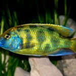 سیچلاید ونوستوس (Venustus Cichlid)