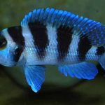 سیچلاید پنج خط (Tretocephalus Cichlid)