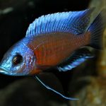 سیچلاید کدنگو (Kadango Cichlid)