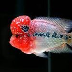 فلاورهورن زد زد تایلندی (Thai zz Flowerhorn)