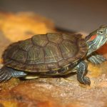 لاک پشت گوش قرمز (Red eared slider)