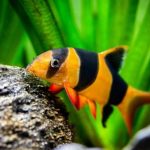 لوچ دلقک (Clown Loach)