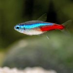 تترای نئون (Neon Tetra)