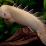 پلی پتروس – آذرخش (Polypterus)