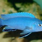 سیچلاید ماکرو آبی (Cobalt Blue Cichlid)