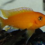 سیچلاید ماکرو پرتقالی (Red Zebra African Cichlid)