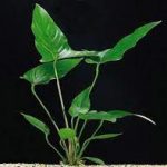 گیاه هتروفیلا ( Anubias hastifolia)