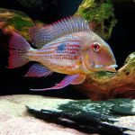 سیچلاید پروکسیموس (Geophagus)