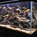 تزئین و چیدمان آکواریوم (Aquarium Decor)