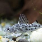 گربه ماهی پیکتوس (Pictus Catfish)