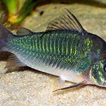 کریدوراس سبز (Emerald Green Cory Cat)