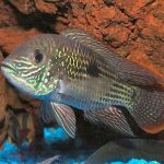 گرین ترور (Aequidens rivulatus – Green terror)