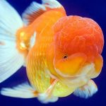 ماهی گلدفیش کله شیری (Goldfish Lionhead)