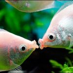 گورامی بوسنده (Kissing Gourami)