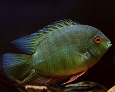 green severum