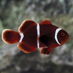 دلقک ماهی خرمایی (Maroon Clownfish)