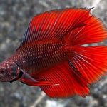 فایتر پروانه ای (Twin Tail Betta)