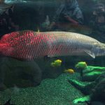 آراپایما گیگاس (Arapaima gigas)