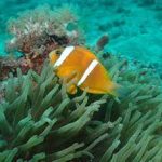 دلقک ماهی عمان (Oman Anemonefish)