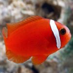 دلقک ماهی گوجه فرنگی (Tomato Clownfish)