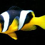 دلقک ماهی سبائی (Sebae Clownfish)